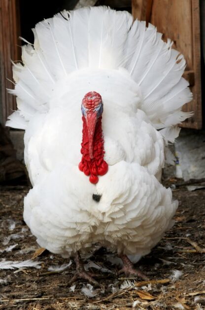 White Broad Breasted Turkeys