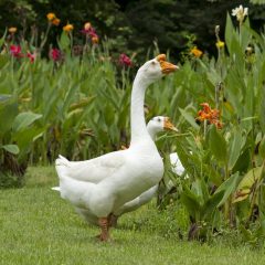 White Chinese Goose