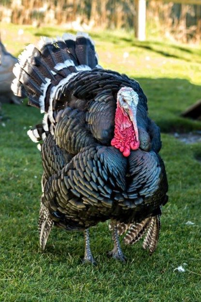 Broad Breasted Bronze Turkey-3799