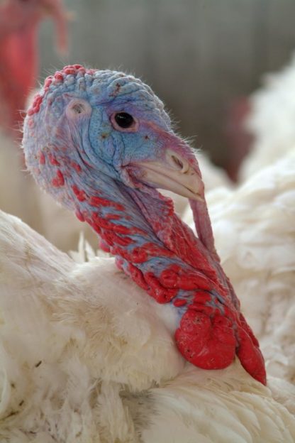 White Broad Breasted Turkeys