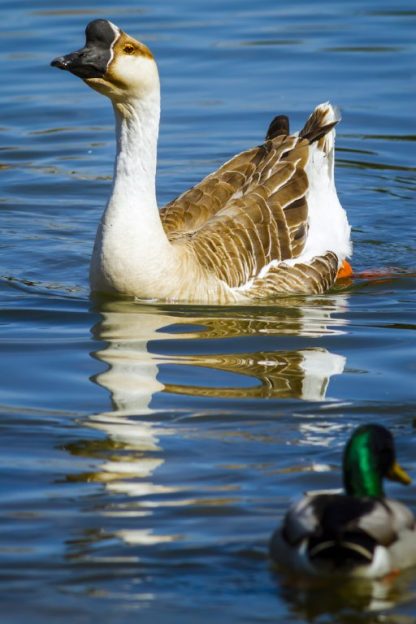 African Geese -3986