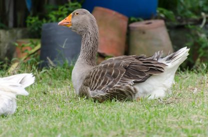 Toulouse Geese