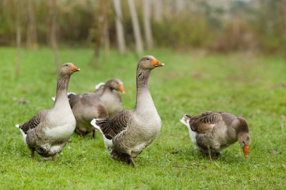 Toulouse Geese