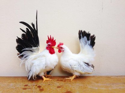 Black Tailed White Japanese Bantam