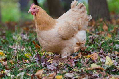 Buff Orpington chicken