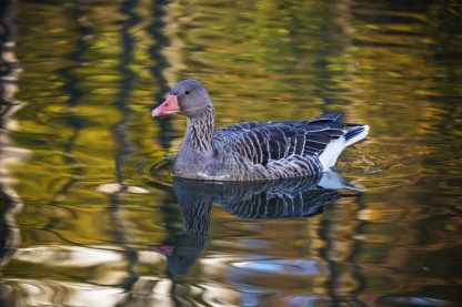 Toulouse Geese