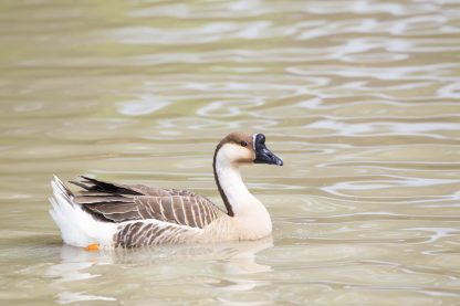 African Geese -3984