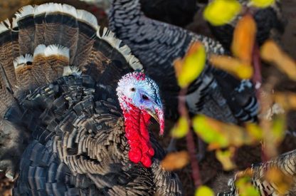 Narragansett Turkey