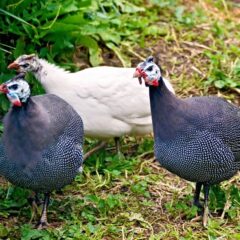 Hatchery Choice Guineas