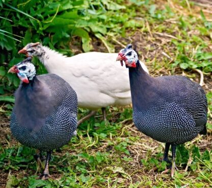 Hatchery Choice Guineas