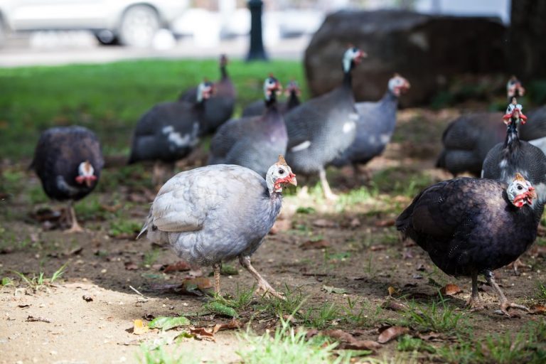 Hatchery Choice Guineas