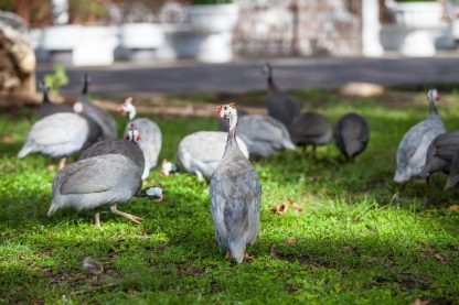 Hatchery Choice Guineas