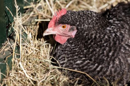 Cuckoo Marans Chicken