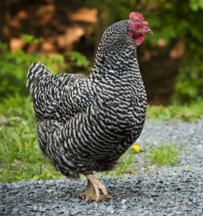 Barred Standard Plymouth Rock Chicken