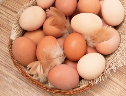 New Hampshire Egg