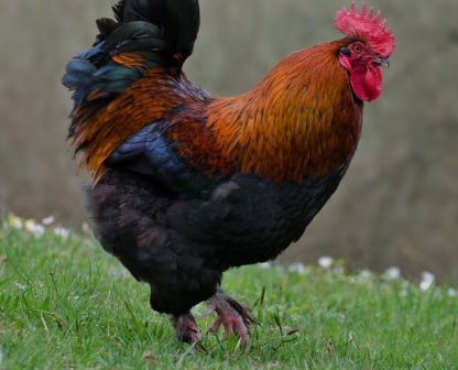 French Black Copper Marans Chicken