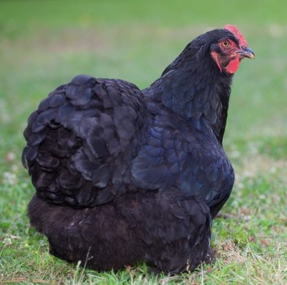 Black Cochin Bantam