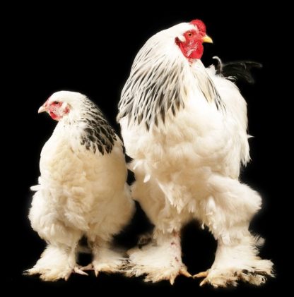 Light Brahma Chickens