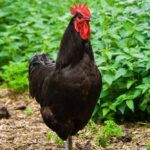 Black Jersey Giant Chicken | Cackle Hatchery®