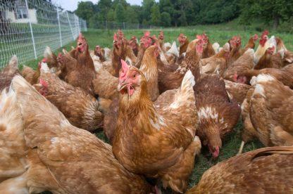 Golden Comet Chickens