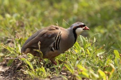 Chukar Partridge-4326