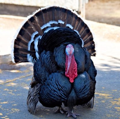 Broad Breasted Bronze Turkey-3786