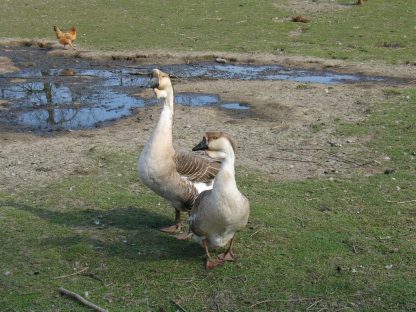 African Geese -3996