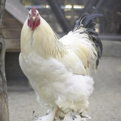 Light Brahma Chicken For Sale