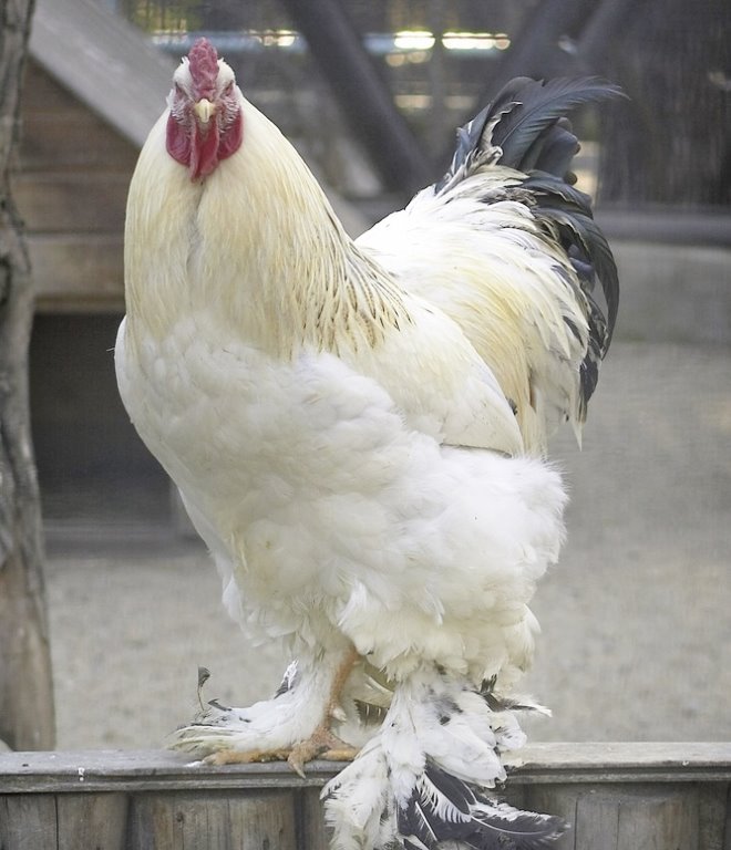 Light Brahma Chickens - Baby for Hatchery®