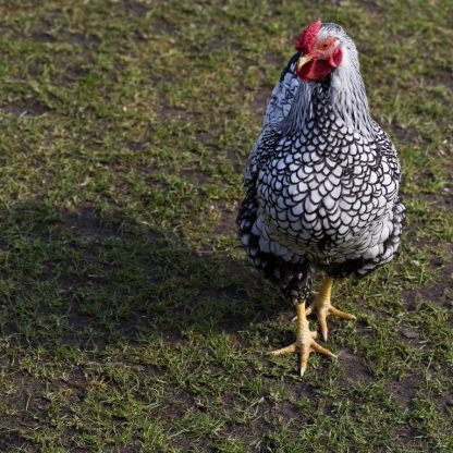 Black Laced Silver Wyandotte Chicken