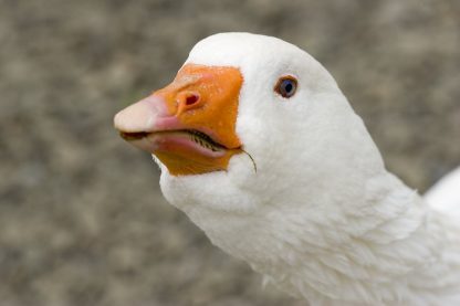 White Embden Goose