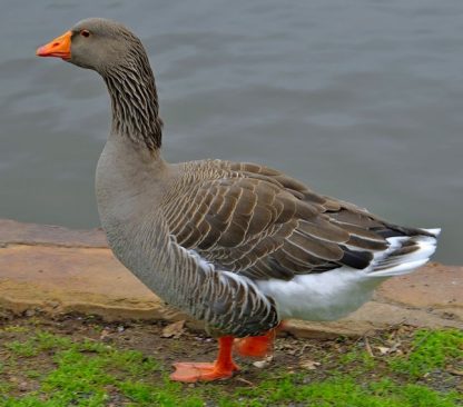 Toulouse Geese