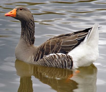 Toulouse Geese