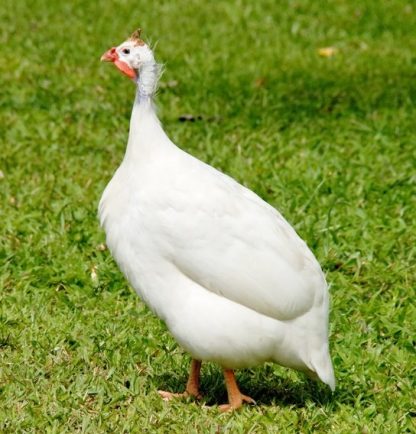 White Guinea