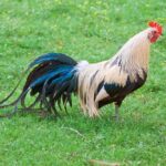 Silver Duckwing Standard Phoenix Rooster