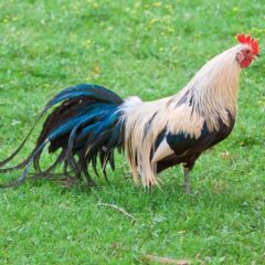 Silver Duckwing Standard Phoenix Rooster