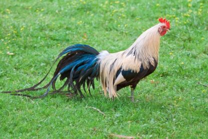 Silver Duckwing Standard Phoenix Rooster