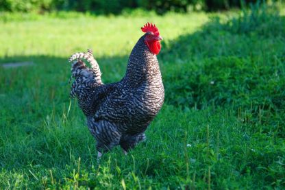 Cuckoo Marans Chicken