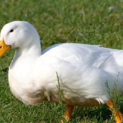 White Pekin Duck-3891