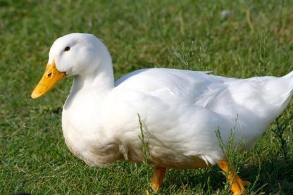 White Pekin Duck-3891