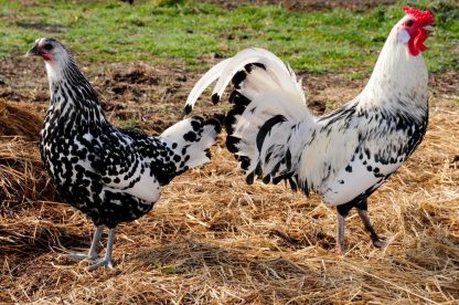Silver Spangled Hamburg Chickens for Sale