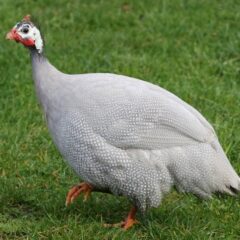 Lavender Guinea