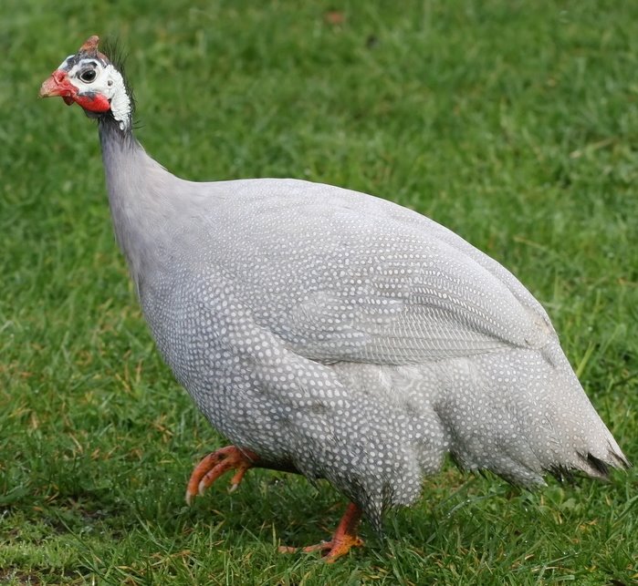 Lavender Guinea Fowl - Guinea Keets for Sale