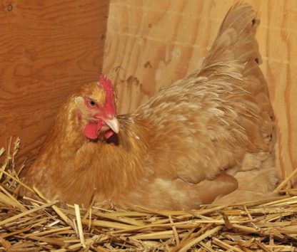 Buff Orpington chickens