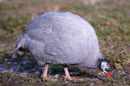 Lavender Guinea