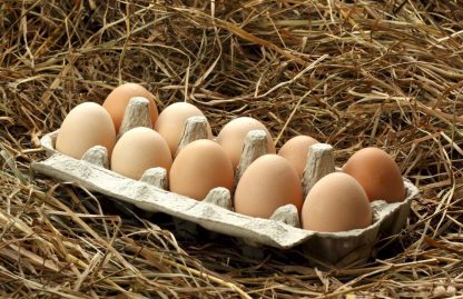 White Jersey Giant Chicken Eggs