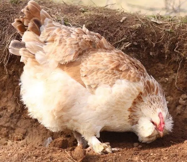 4+ Salmon Faverolle Hatching Eggs – Pure Breed, Show Quality Chickens