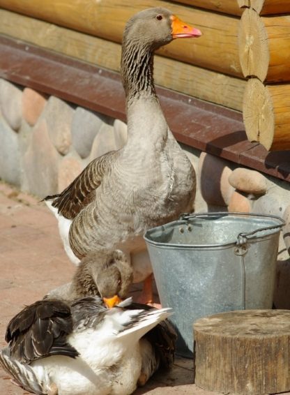 Toulouse Geese