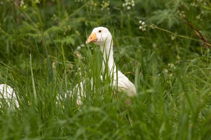 White Embden Geese