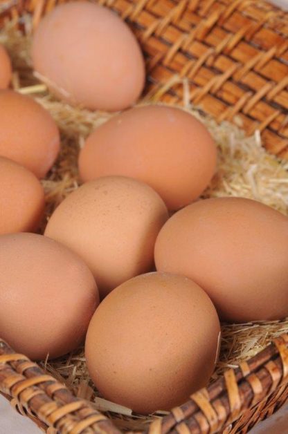 Golden Comet Chicken Eggs